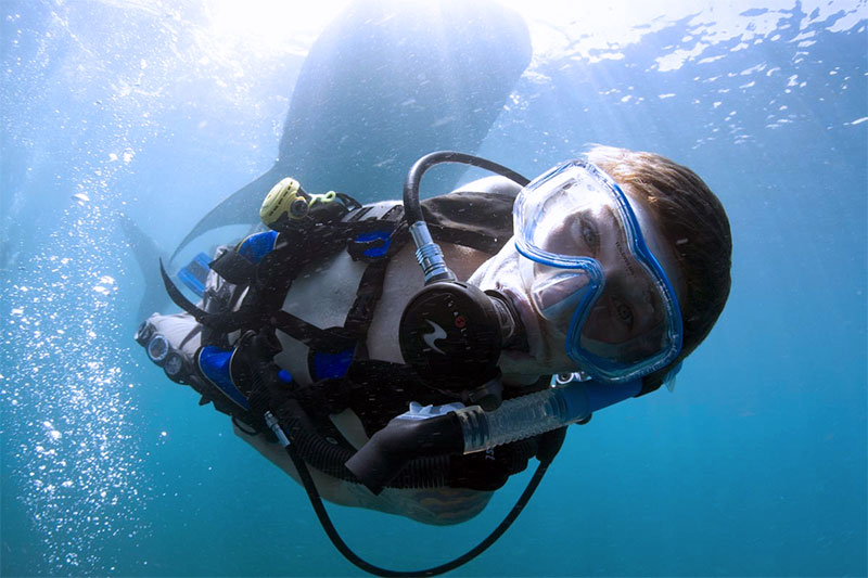 A whaleshark on the top in PADI Advanced Open Water Diver Course