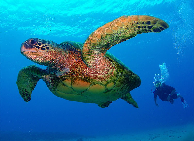 Dive with a turtle