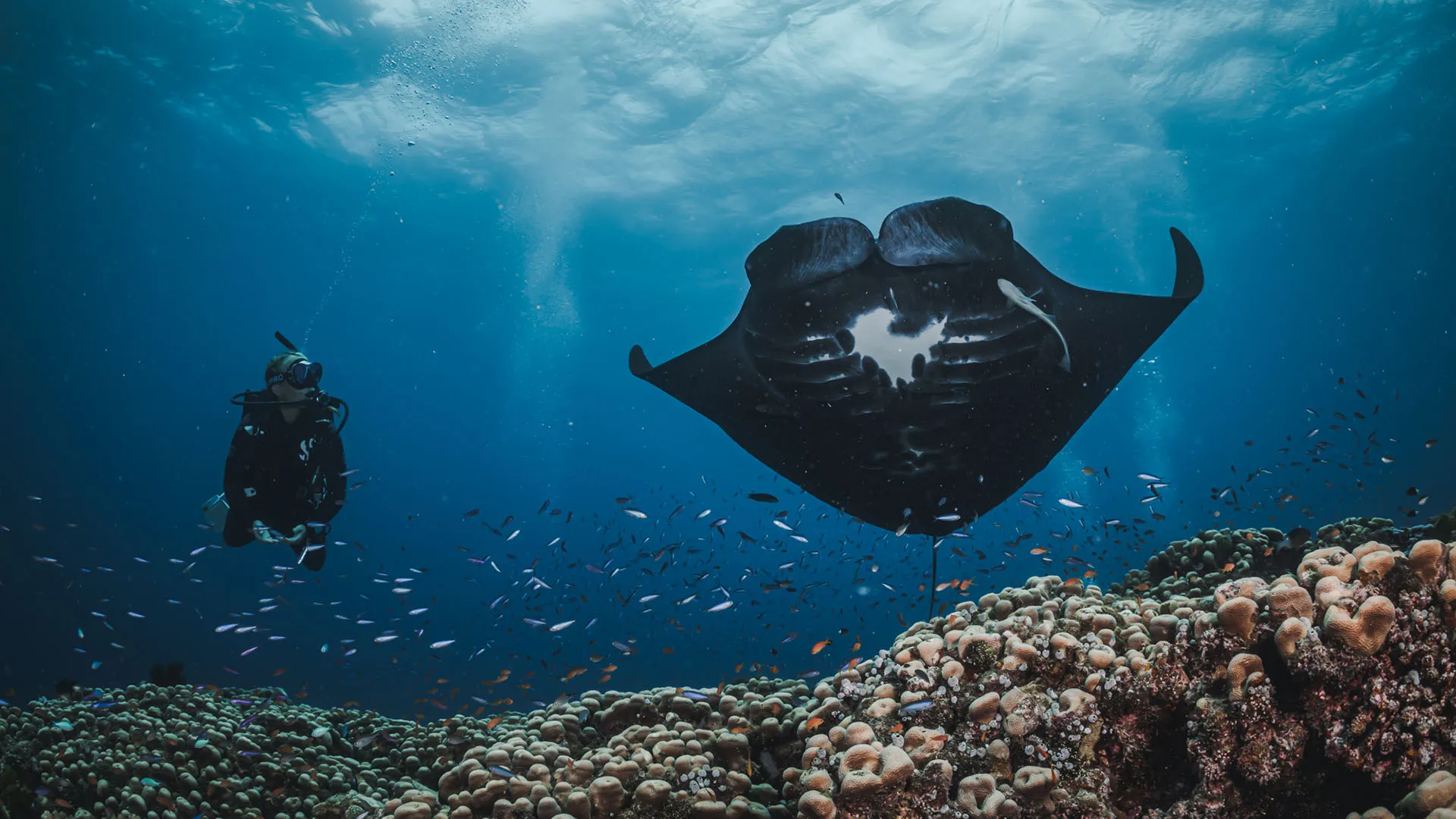 PADI specialty course underwater scene